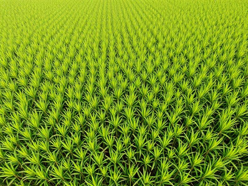Terra para Cana em Sertãozinho — Canavial para arrendamento em Sertãozinho · SP, 650 alqueires
